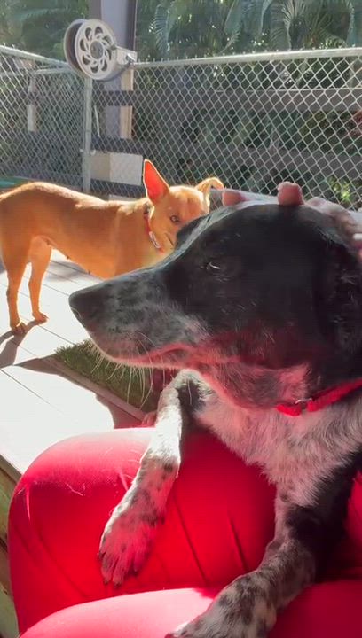 Enlarge Nala, a ADOPTABLE mixed breed in Brooklyn, NY video 5/5