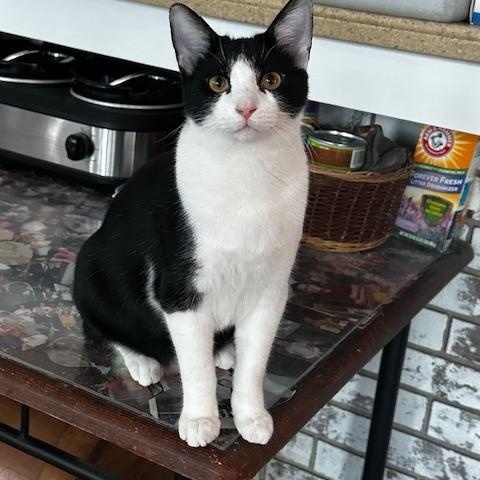 Enlarge Nick, an adopted mixed breed in Hilton Head Island, SC image 2/2