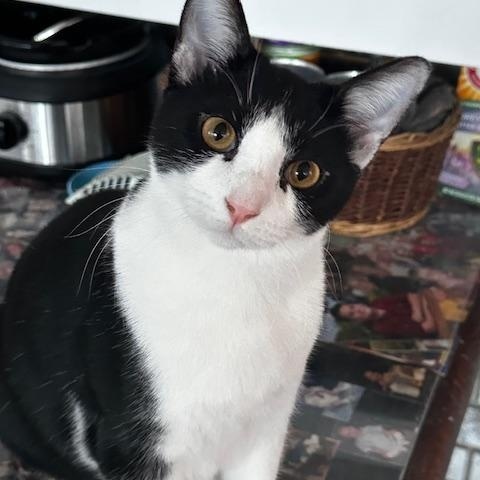 Nick, adopted, Adult Male Tuxedo & Domestic Short Hair.