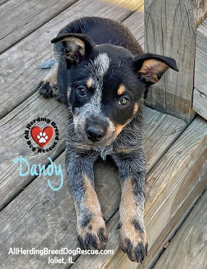 Enlarge Dandy, a ADOPTABLE Cattle Dog in Joliet, IL image 1/1