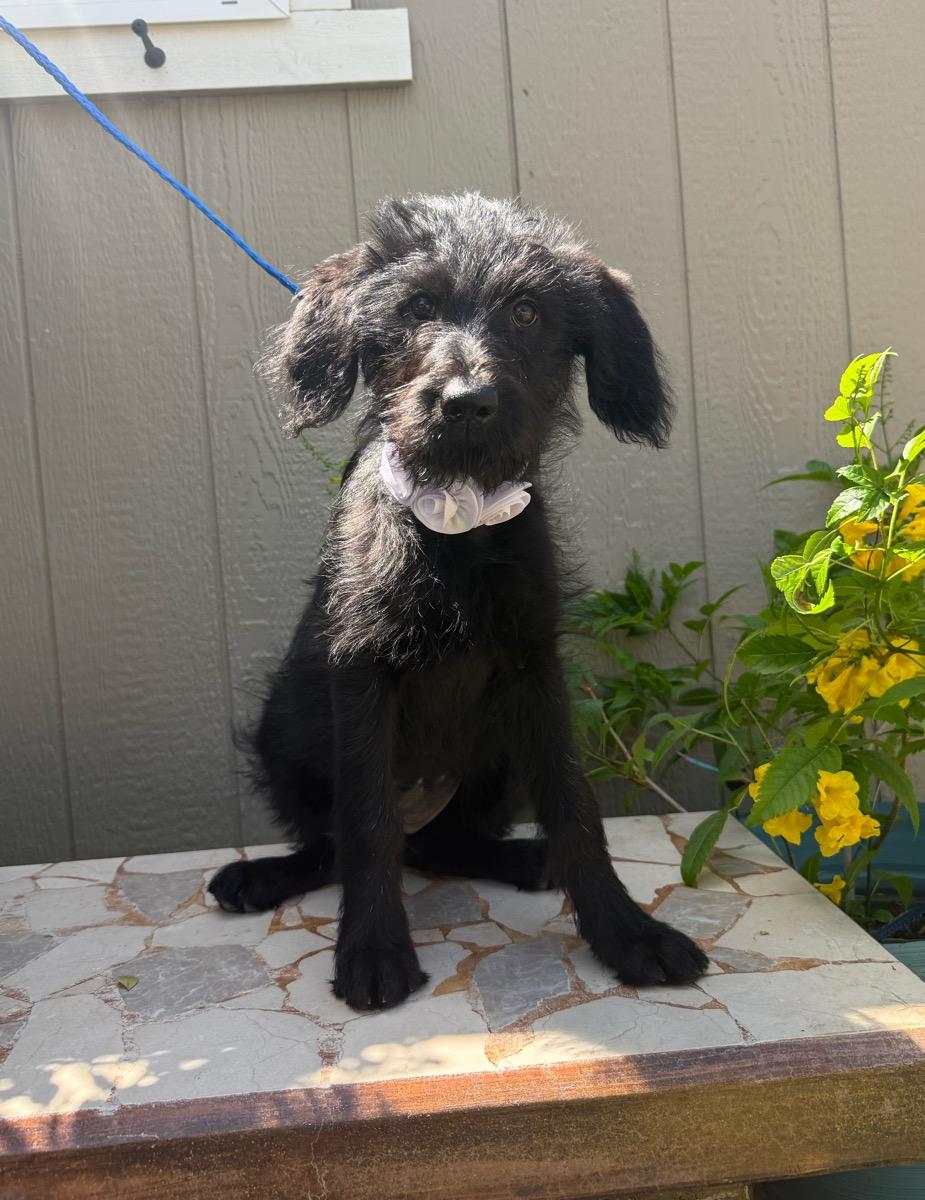 Treasure , a ADOPTABLE mixed breed in Temecula, CA image 1/2