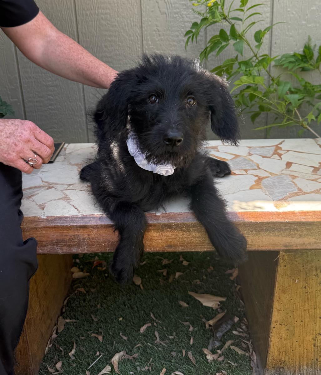 Treasure , a ADOPTABLE mixed breed in Temecula, CA image 2/2