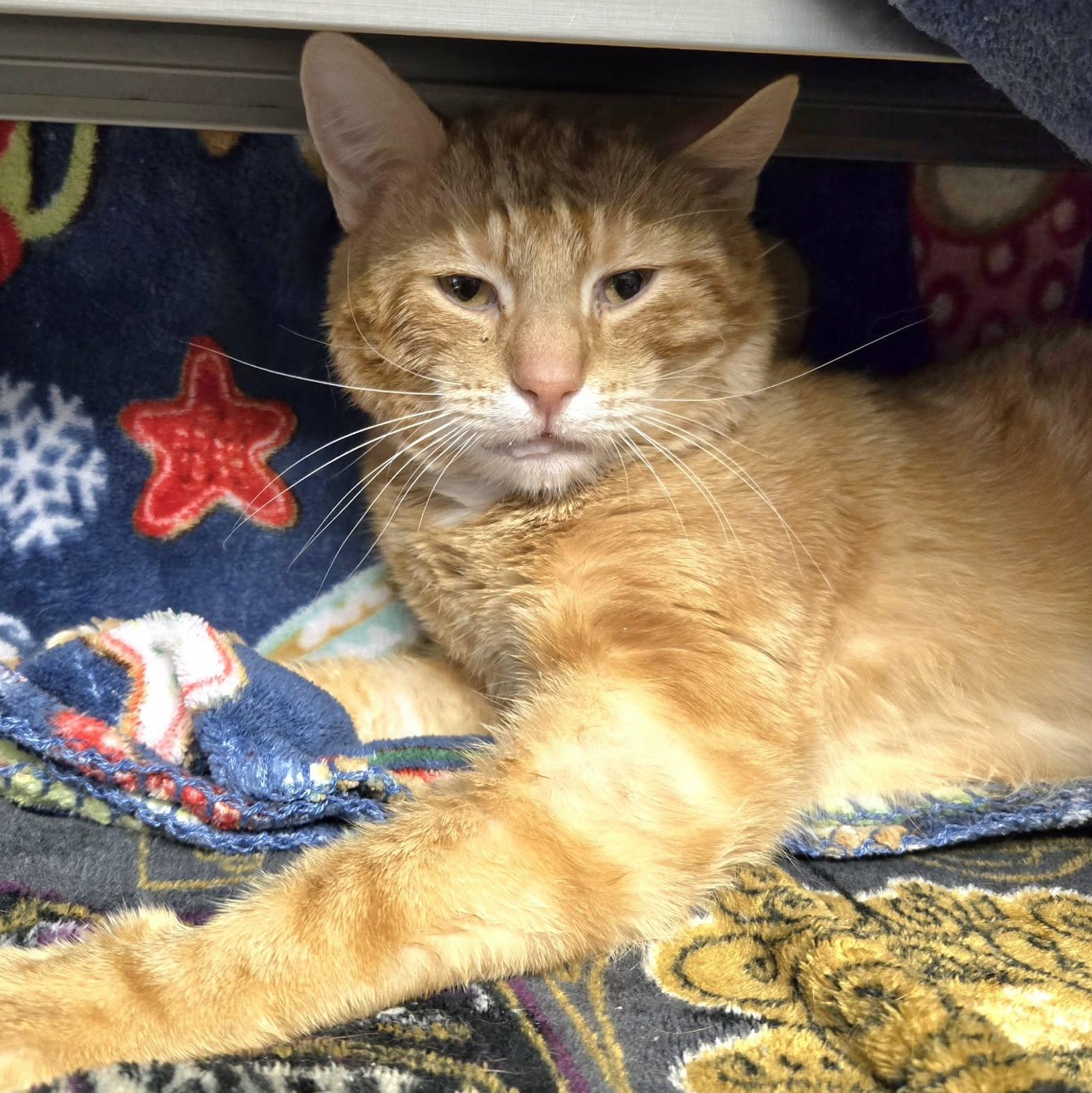 Enlarge Linus , a ADOPTABLE Domestic Short Hair in Watertown, WI image 2/4