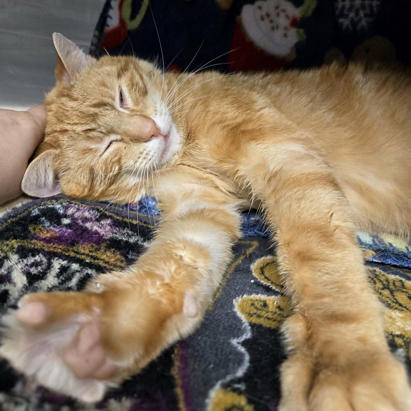 Enlarge Linus , a ADOPTABLE Domestic Short Hair in Watertown, WI image 4/4