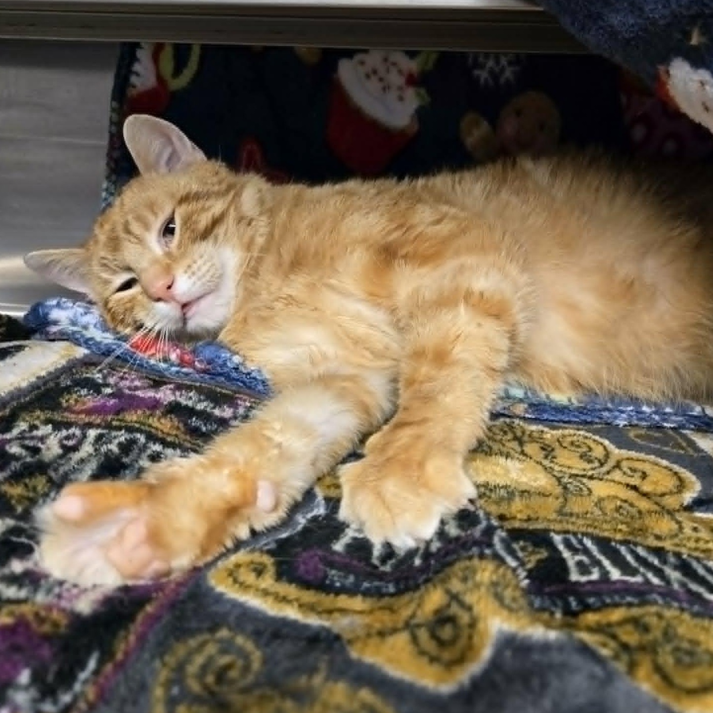 Enlarge Linus , a ADOPTABLE Domestic Short Hair in Watertown, WI image 3/4