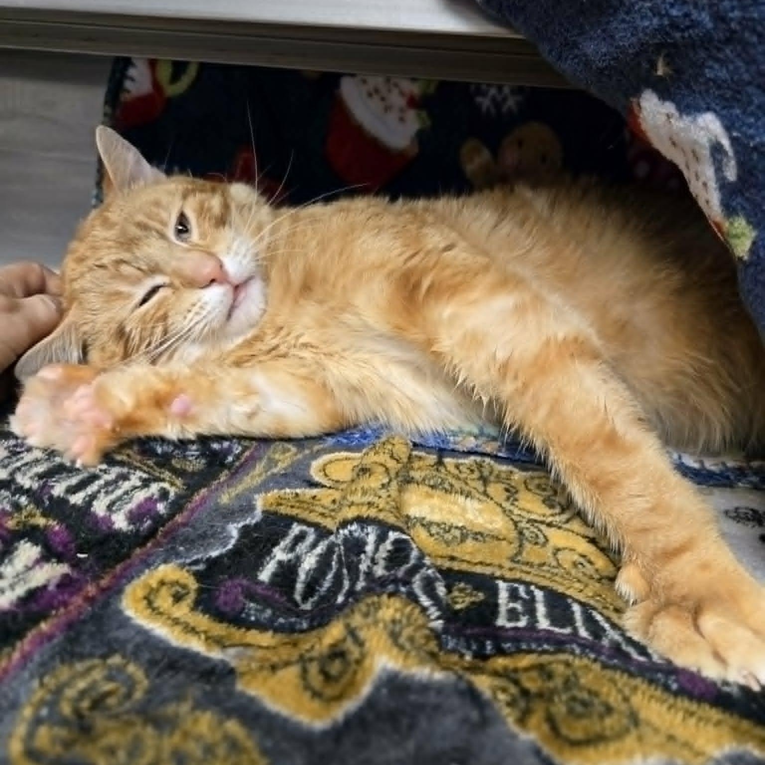 Linus , ADOPTABLE, Young Male Domestic Short Hair.