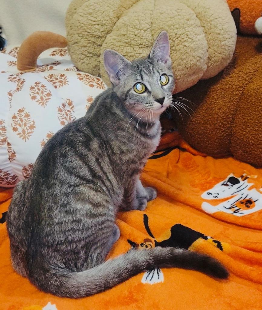 Tova, Adoptable, Young Female Domestic Short Hair.