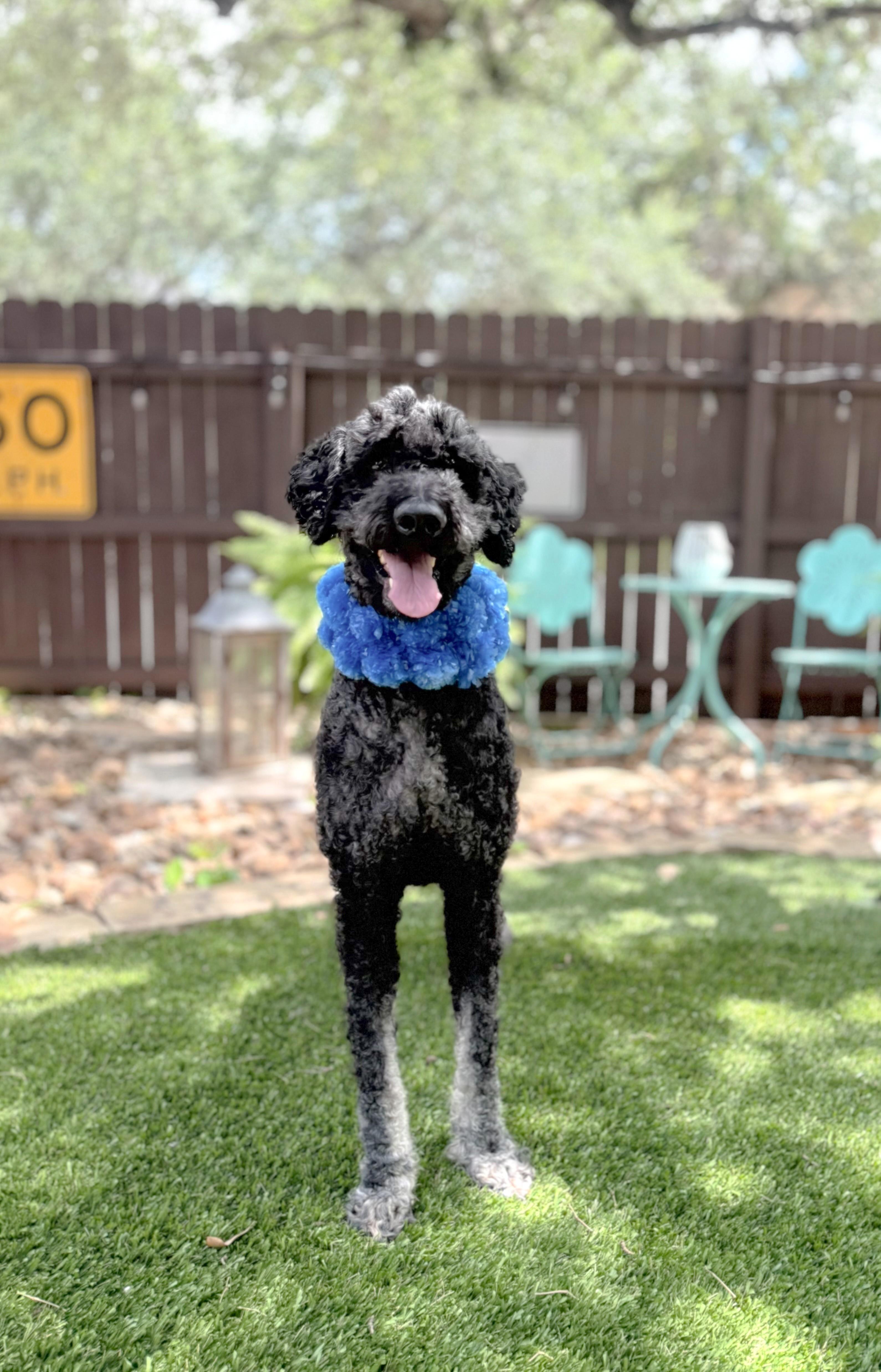 Enlarge Louie, a Adoptable Standard Poodle in Warren, RI image 6/6