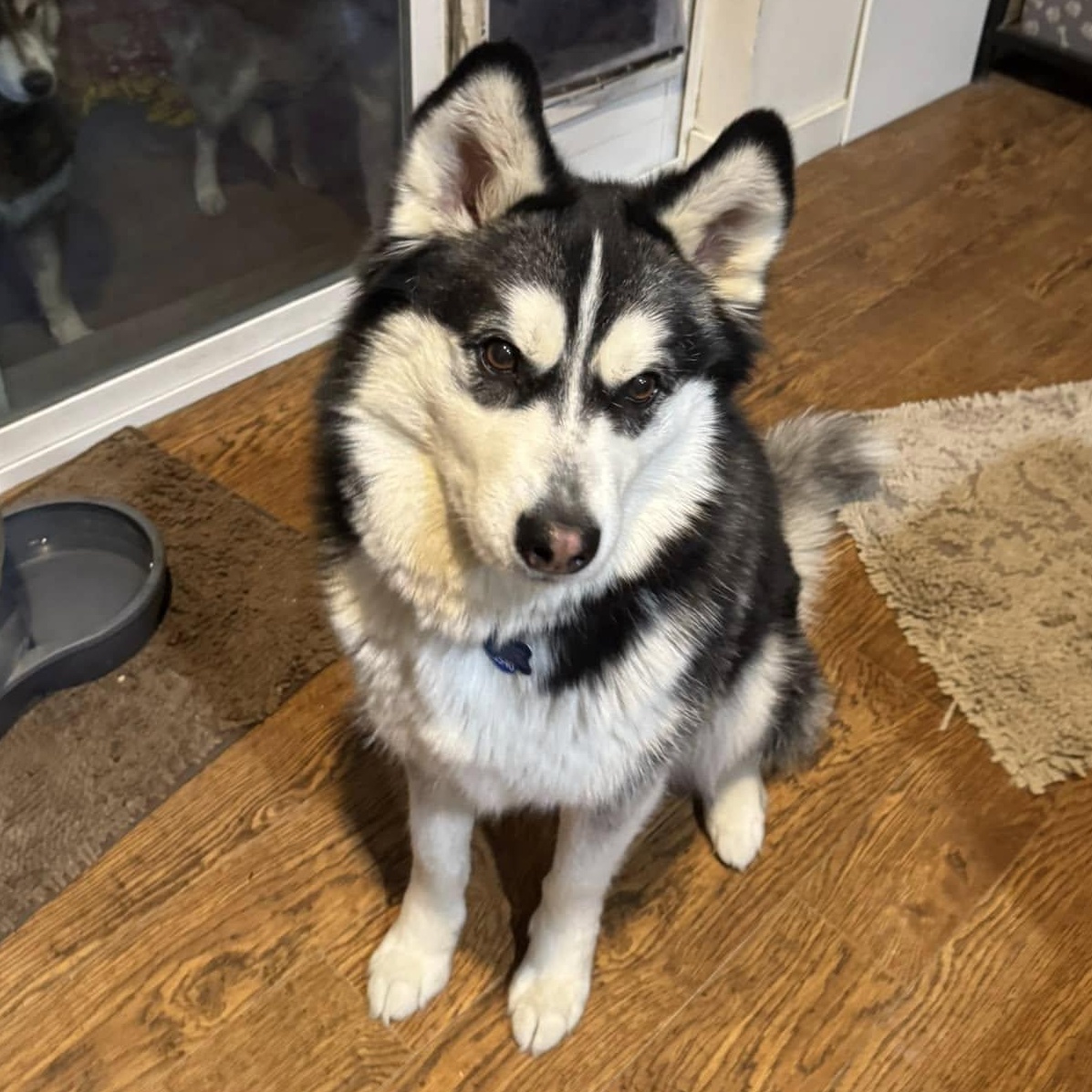 Dog for adoption Roxie Hart a Siberian Husky in Denver CO Petfinder Dog for adoption Roxie Hart a Siberian Husky in Denver CO Petfinder