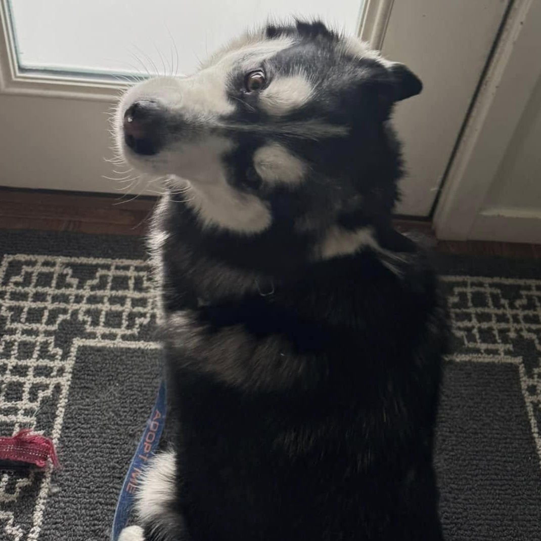 Dog for adoption Roxie Hart a Siberian Husky in Denver CO Petfinder Dog for adoption Roxie Hart a Siberian Husky in Denver CO Petfinder