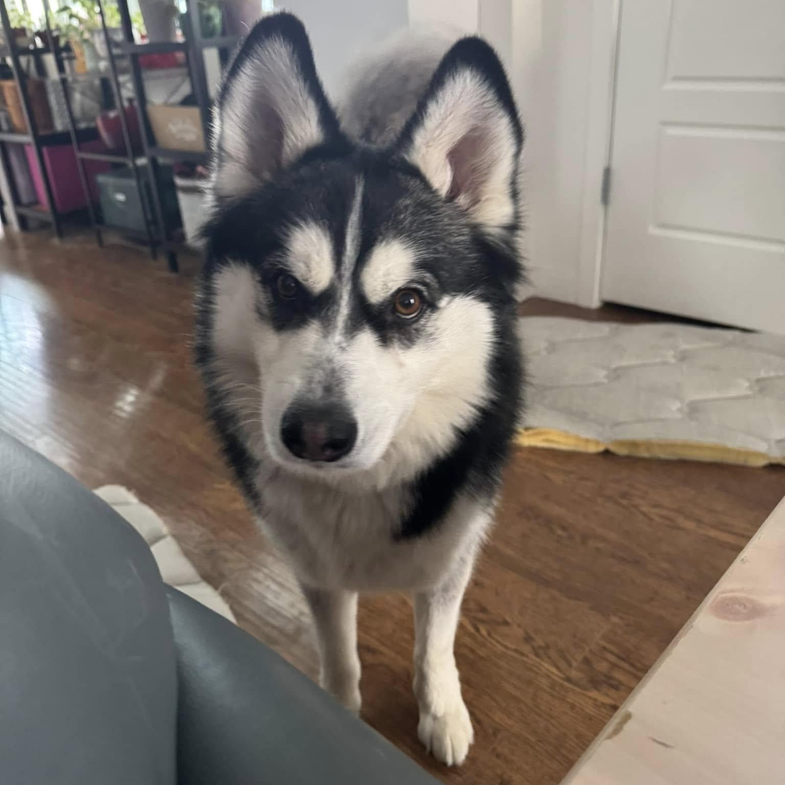 Dog for adoption Roxie Hart a Siberian Husky in Denver CO Petfinder Dog for adoption Roxie Hart a Siberian Husky in Denver CO Petfinder