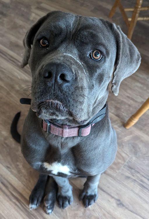 Enlarge Corva, a ADOPTABLE Cane Corso in Larkspur, CO image 4/4