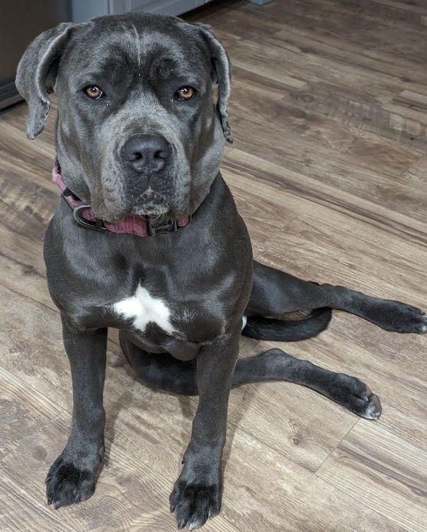 Enlarge Corva, a ADOPTABLE Cane Corso in Larkspur, CO image 2/4