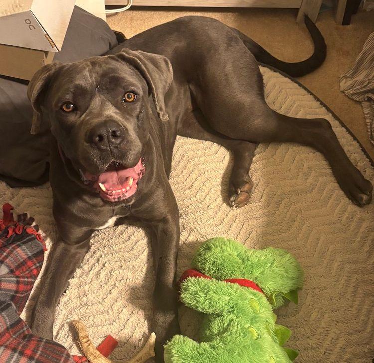 Corva, ADOPTABLE, Young Female Cane Corso.