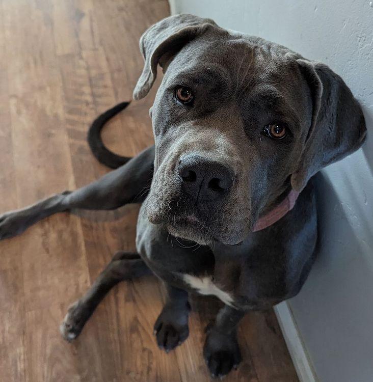 Enlarge Corva, a ADOPTABLE Cane Corso in Larkspur, CO image 3/4