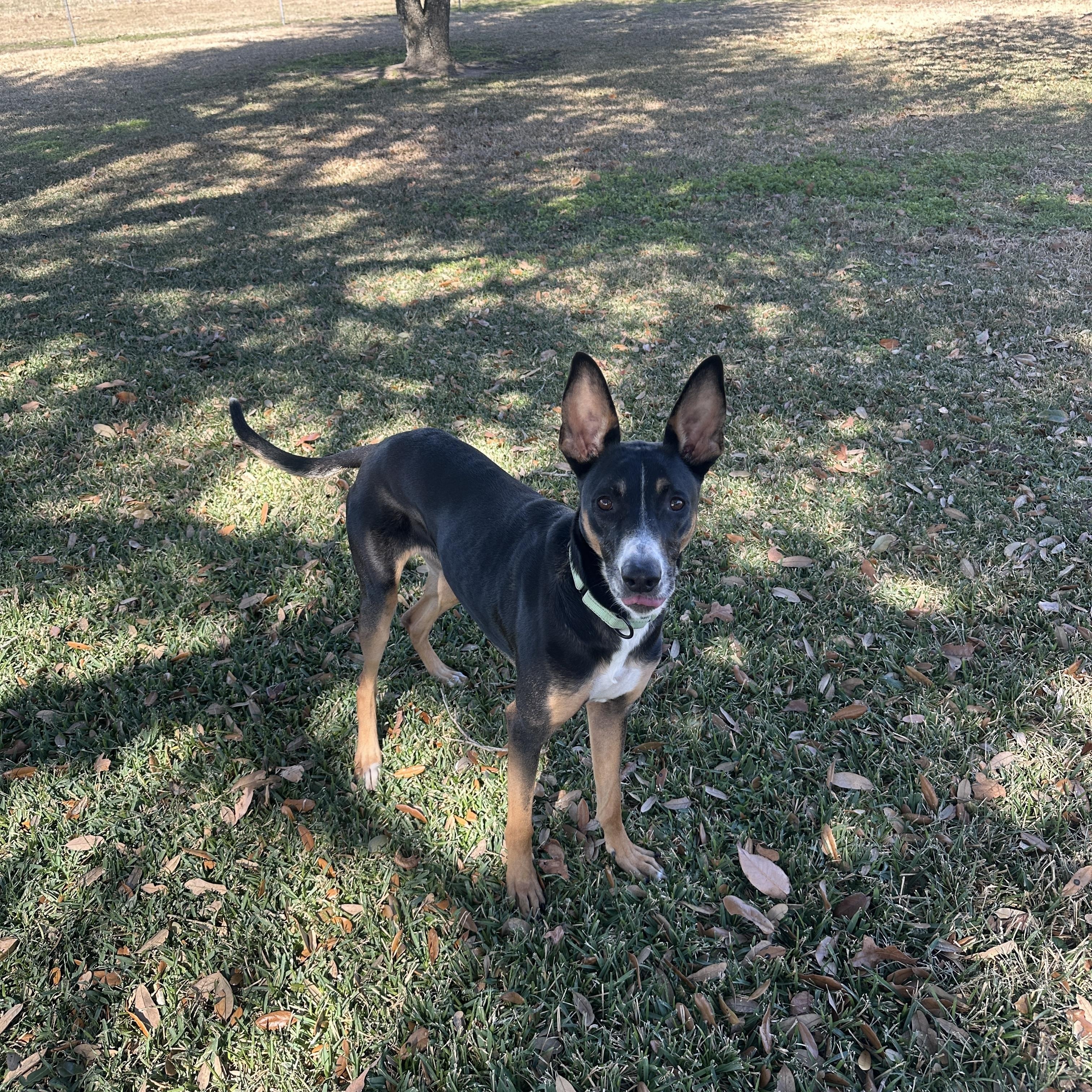 RILEY (Loyal, Loving, Great Inside Manners, Loves Playing Ball) — thumbnail 3