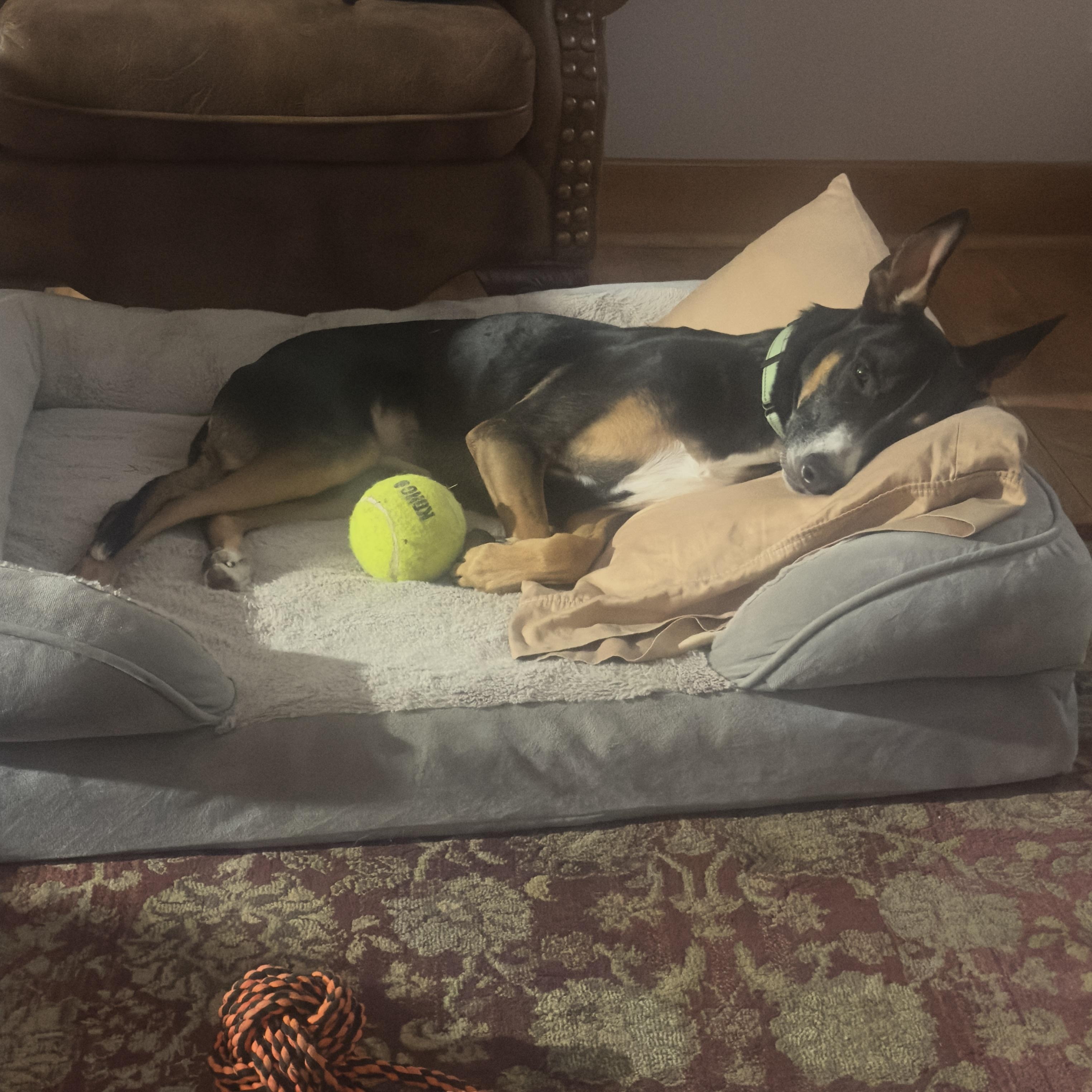 RILEY (Loyal, Loving, Great Inside Manners, Loves Playing Ball) — thumbnail 4