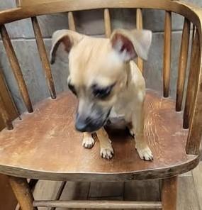 Enlarge Zori, a ADOPTABLE Chihuahua in Van Alstyne, TX image 4/4