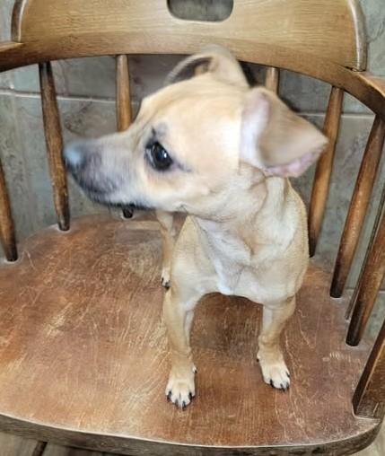 Enlarge Zori, a ADOPTABLE Chihuahua in Van Alstyne, TX image 2/4