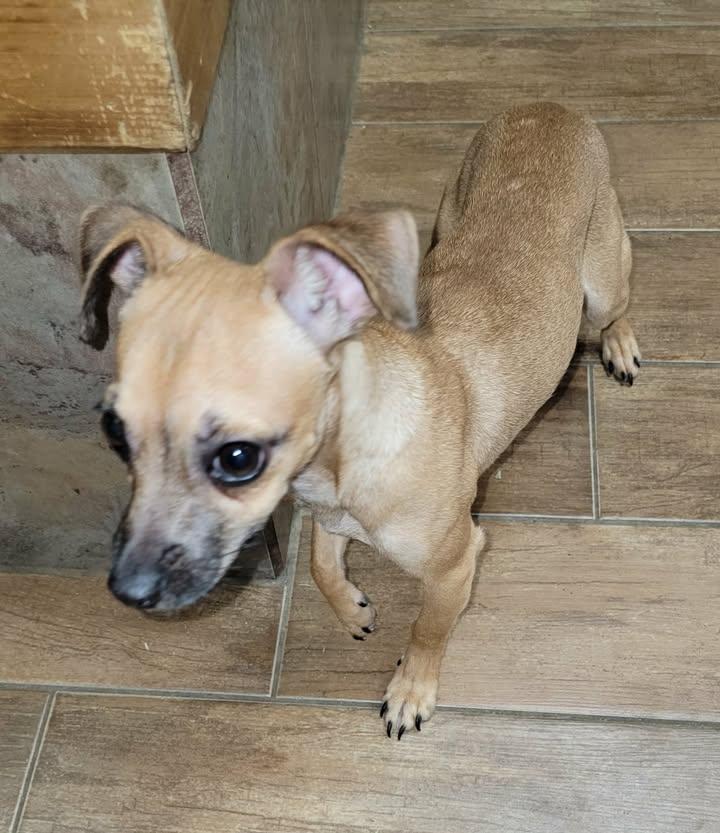 Zori, ADOPTABLE, Adult Female Chihuahua.