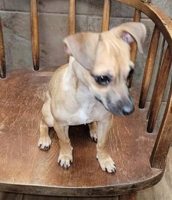 Enlarge Zori, a ADOPTABLE Chihuahua in Van Alstyne, TX image 3/4