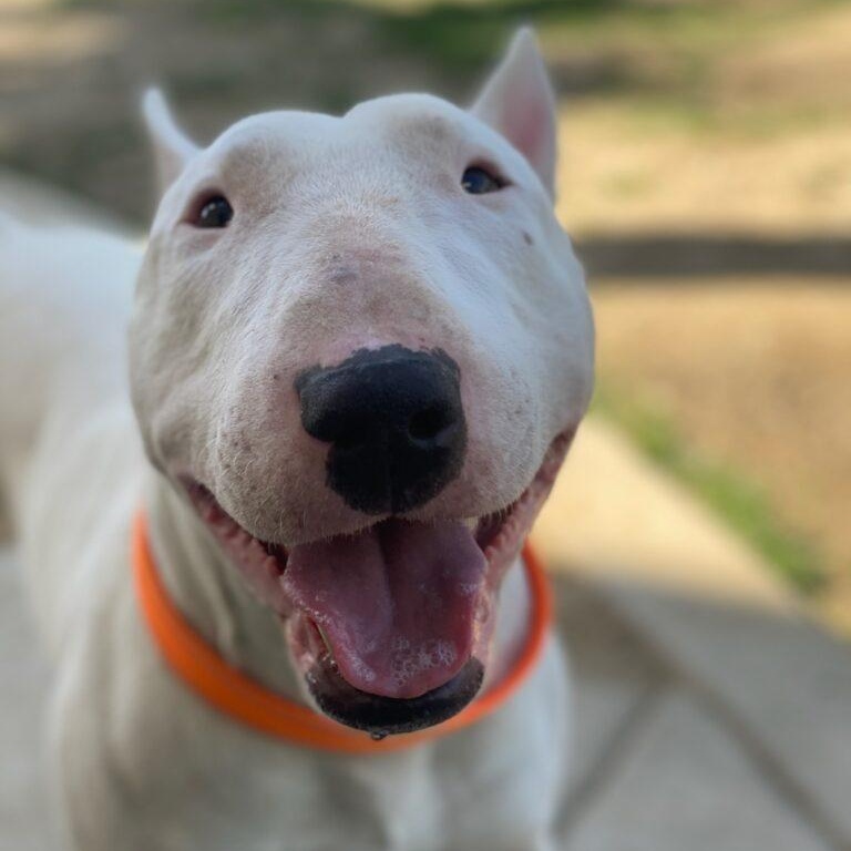 Joey, Young Male Bull Terrier
