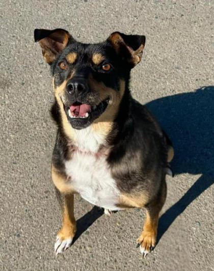 Dante, Adoptable, Adult Male Pit Bull Terrier & Doberman Pinscher.