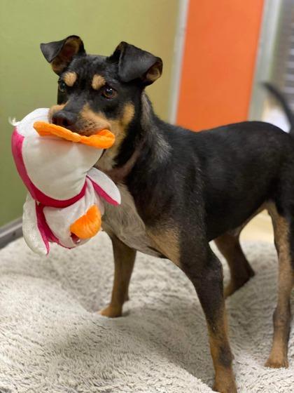 Dante, a Adoptable mixed breed in Visalia, CA image 2/3