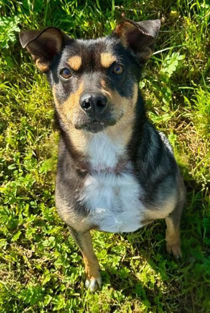 Dante, a Adoptable mixed breed in Visalia, CA image 3/3