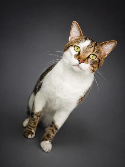 Gerald, Adoptable, Adult Male Domestic Short Hair & Domestic Short Hair.