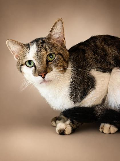 Gerald, a Adoptable mixed breed in Bowling Green, KY image 2/3