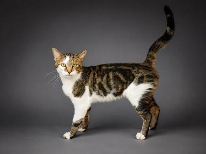 Gerald, a Adoptable mixed breed in Bowling Green, KY image 3/3