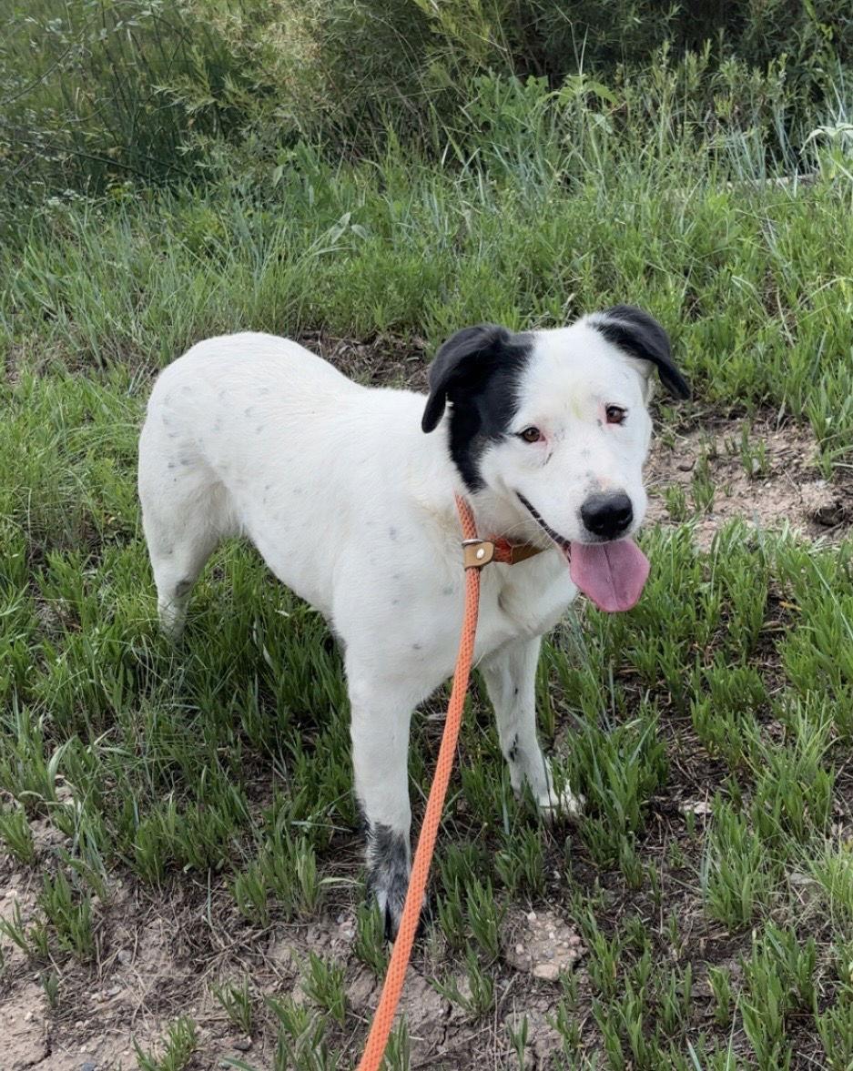 Myrtel, Adoptable, Adult Female Pit Bull Terrier.