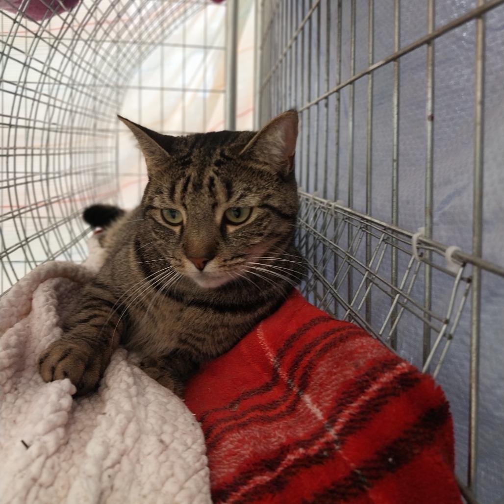 Enlarge Aria, a Adoptable Domestic Short Hair in East Smithfield , PA image 1/6