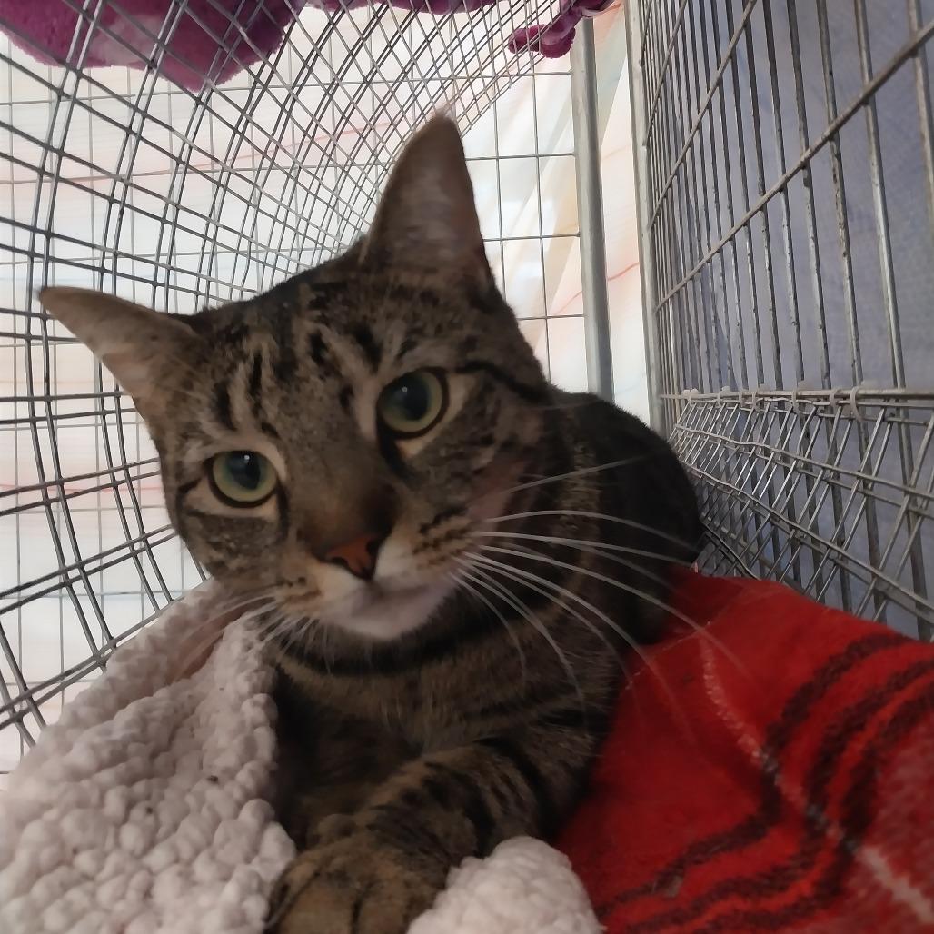 Enlarge Aria, a Adoptable Domestic Short Hair in East Smithfield , PA image 2/6