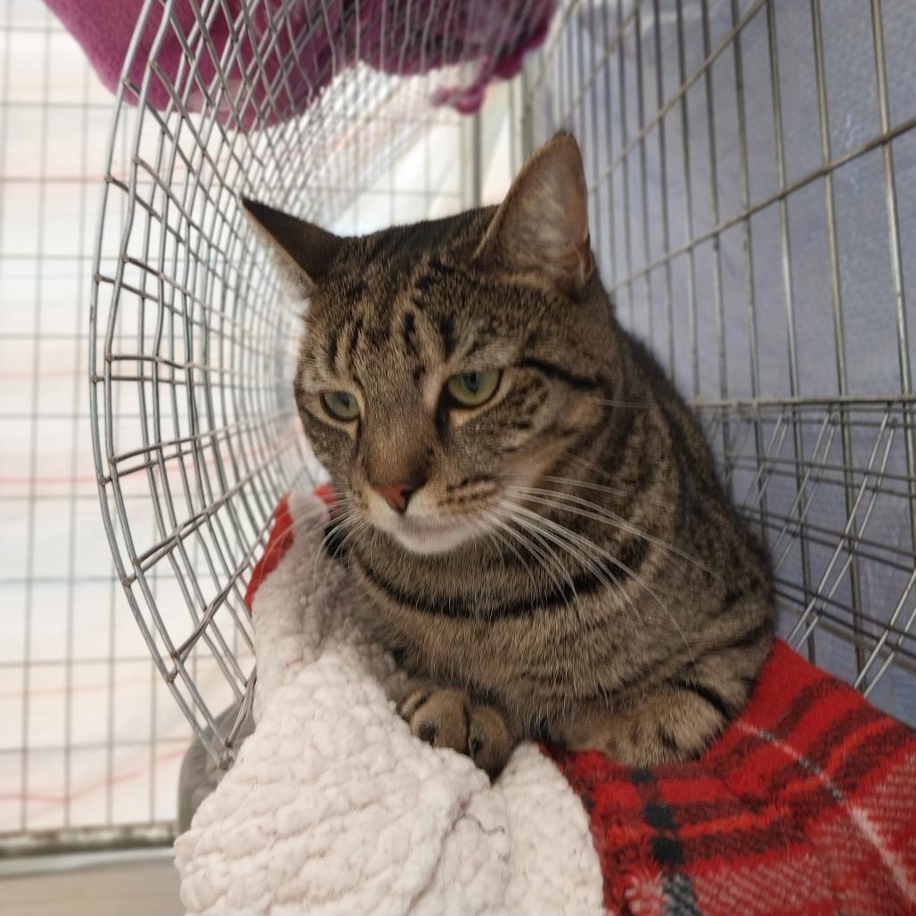 Enlarge Aria, a Adoptable Domestic Short Hair in East Smithfield , PA image 3/6