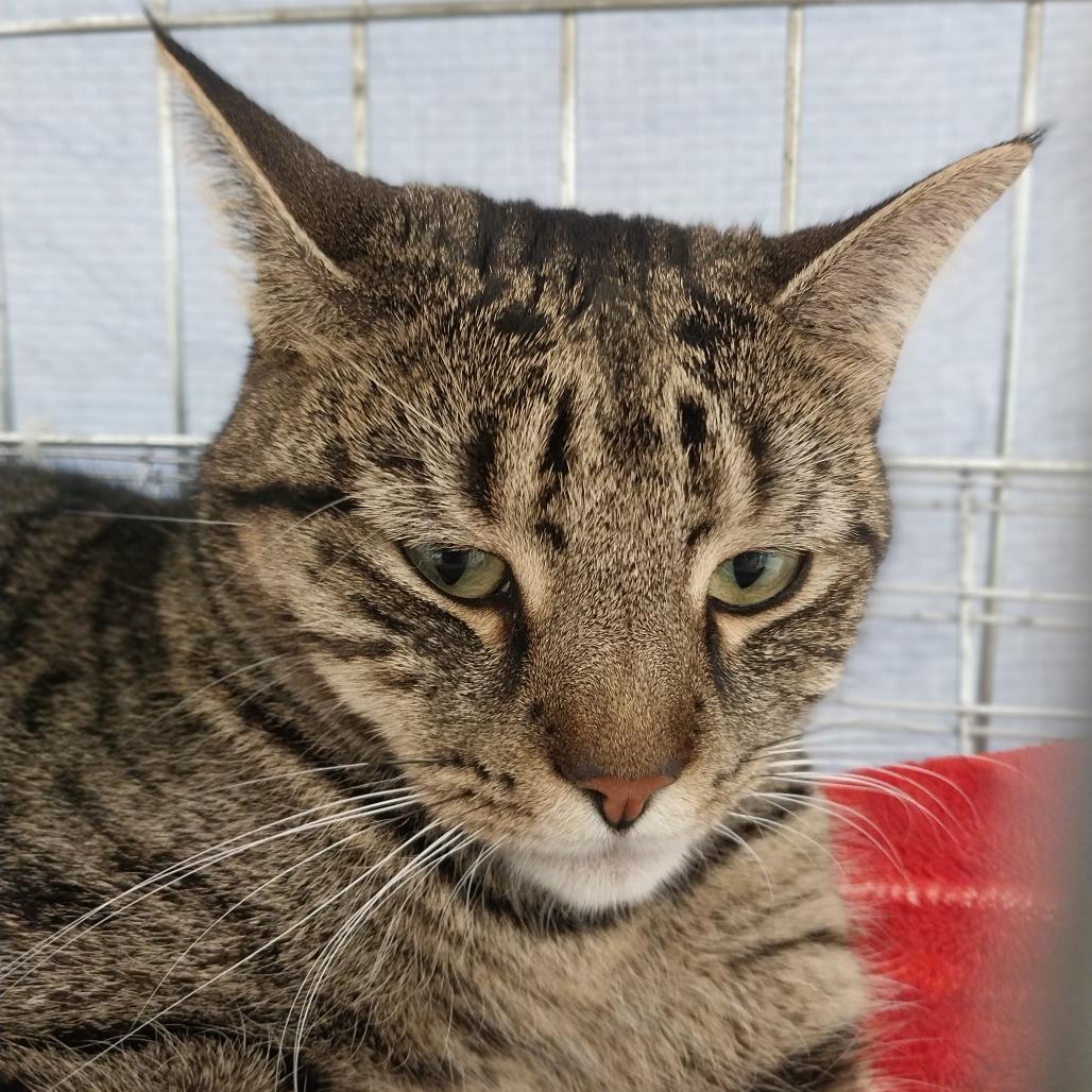 Enlarge Aria, a Adoptable Domestic Short Hair in East Smithfield , PA image 4/6