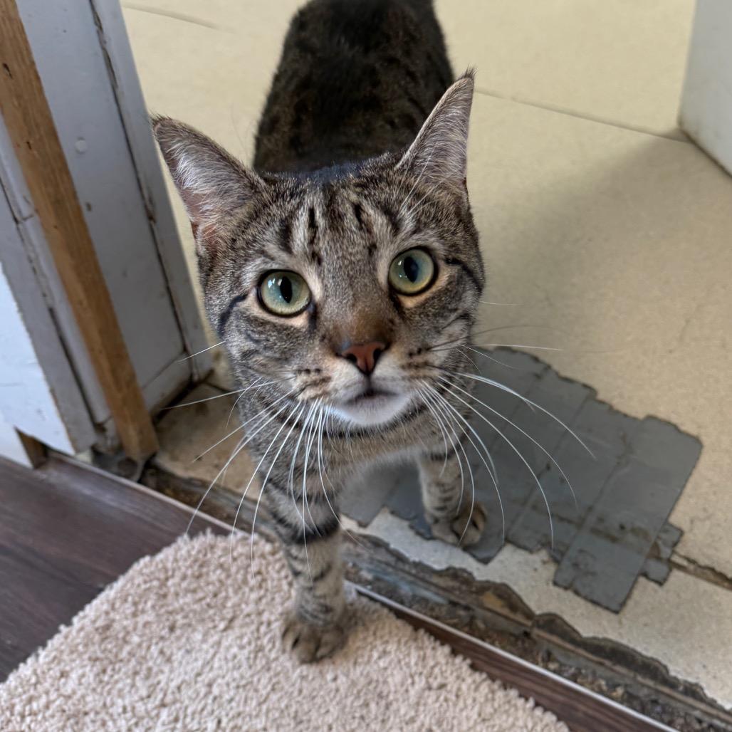 Enlarge Aria, a Adoptable Domestic Short Hair in East Smithfield , PA image 5/6