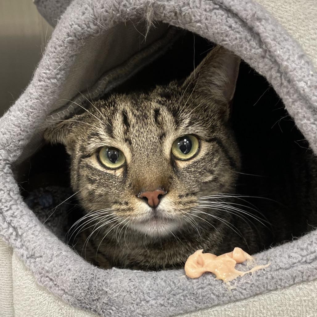 Enlarge Aria, a Adoptable Domestic Short Hair in East Smithfield , PA image 6/6