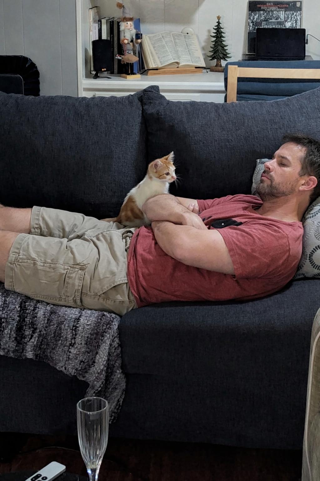 Enlarge Tiny Tim , a ADOPTABLE Domestic Short Hair in Houston, TX image 4/6