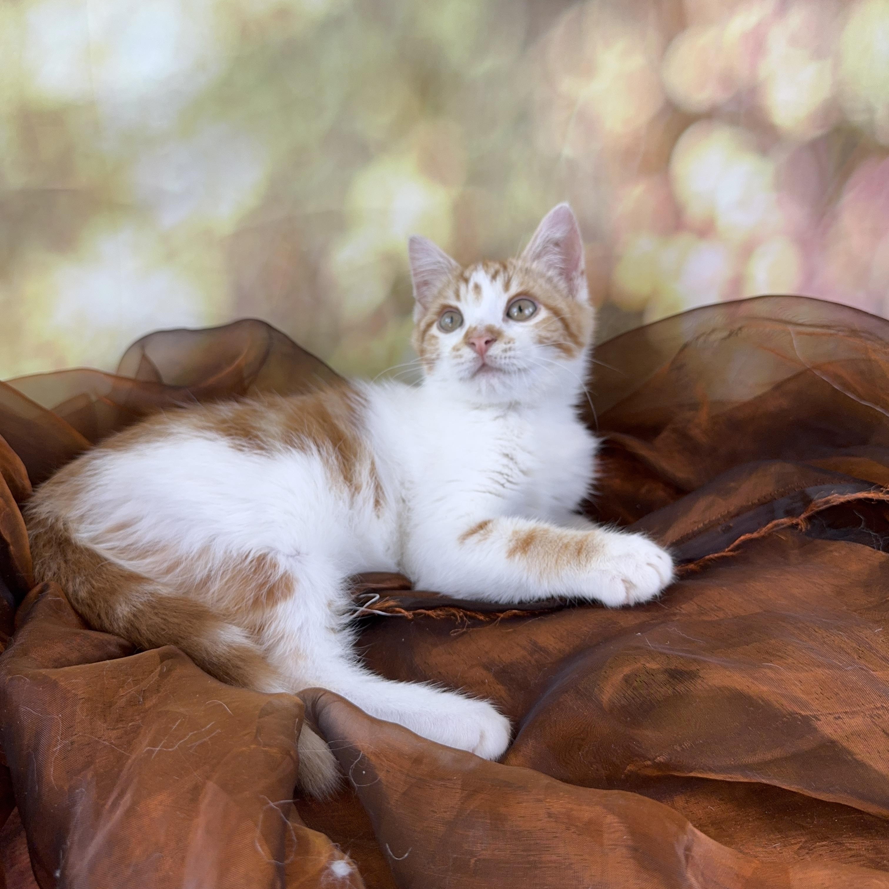 Enlarge Tiny Tim , a ADOPTABLE Domestic Short Hair in Houston, TX image 6/6