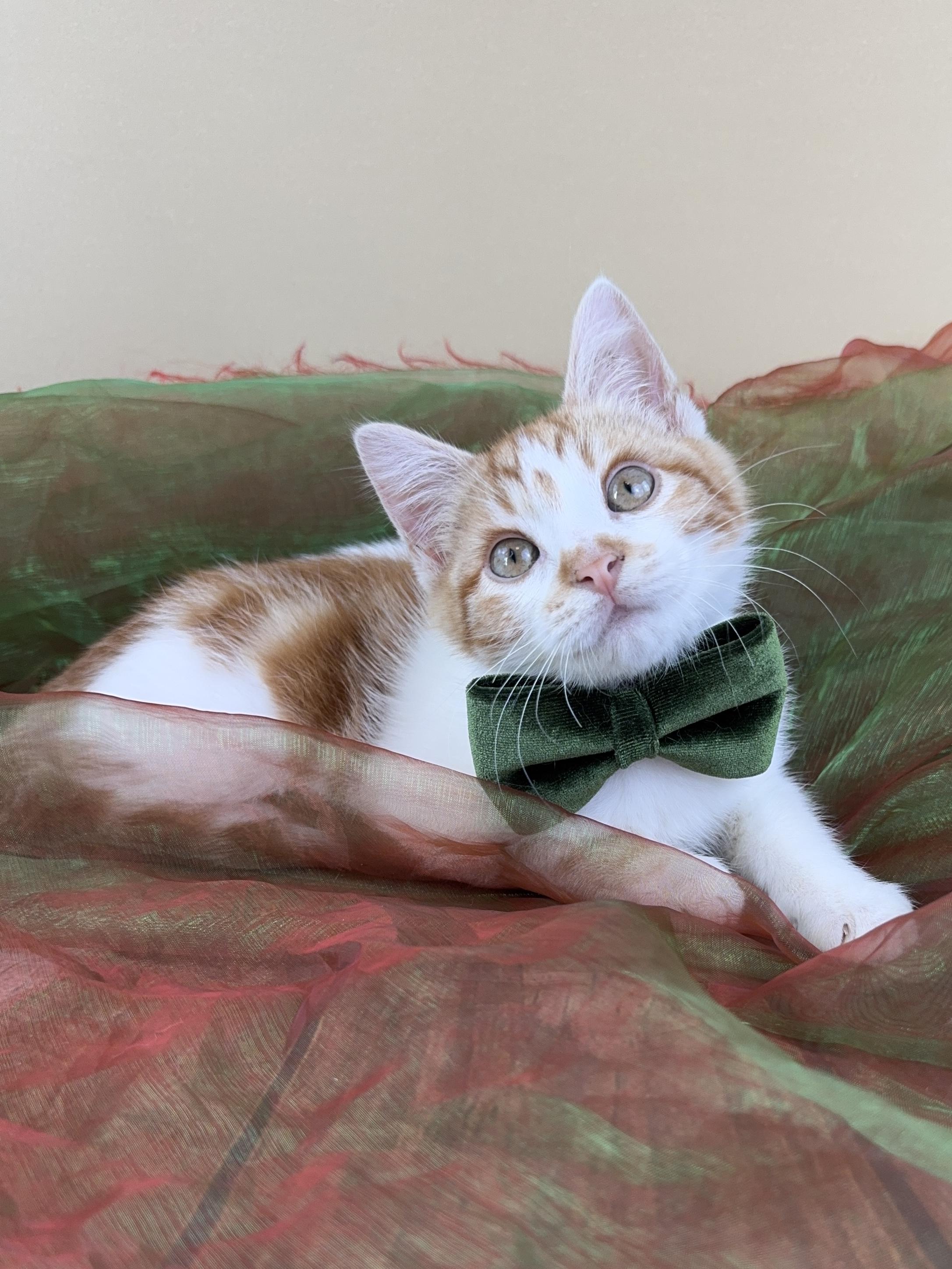 Tiny Tim , ADOPTABLE, Kitten Male Domestic Short Hair.