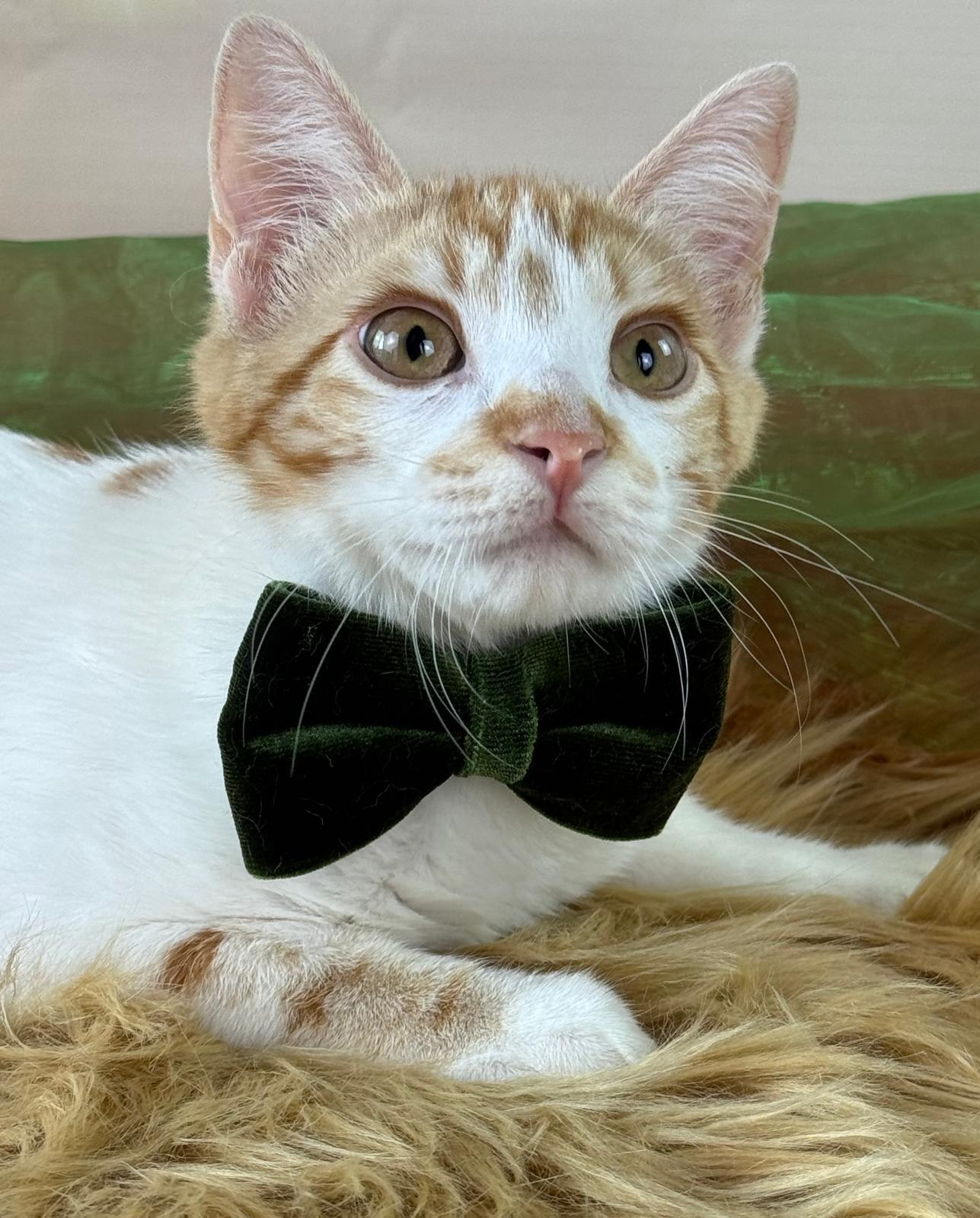 Enlarge Tiny Tim , an adoptable Domestic Short Hair in Houston, TX image 2/6