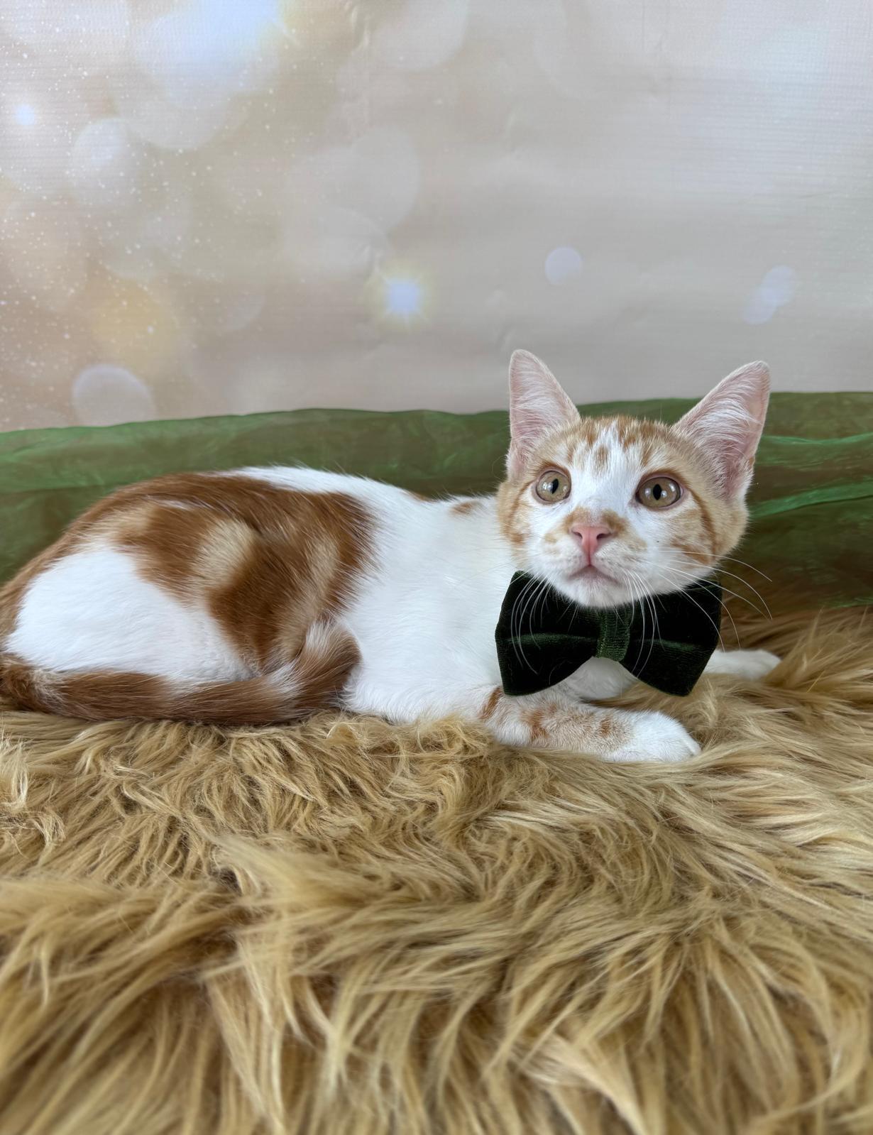 Enlarge Tiny Tim , an adoptable Domestic Short Hair in Houston, TX image 3/6