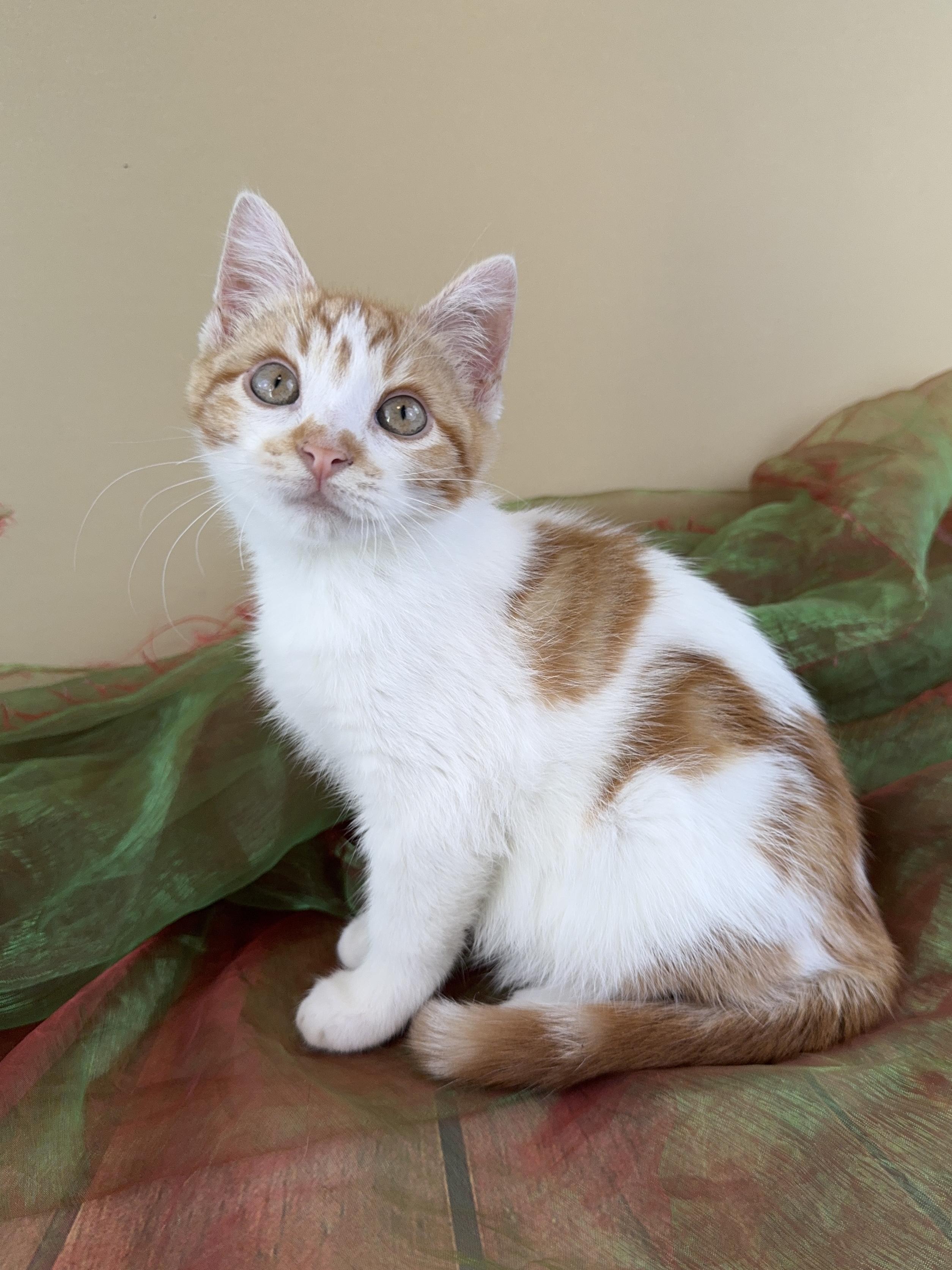 Enlarge Tiny Tim , a ADOPTABLE Domestic Short Hair in Houston, TX image 5/6