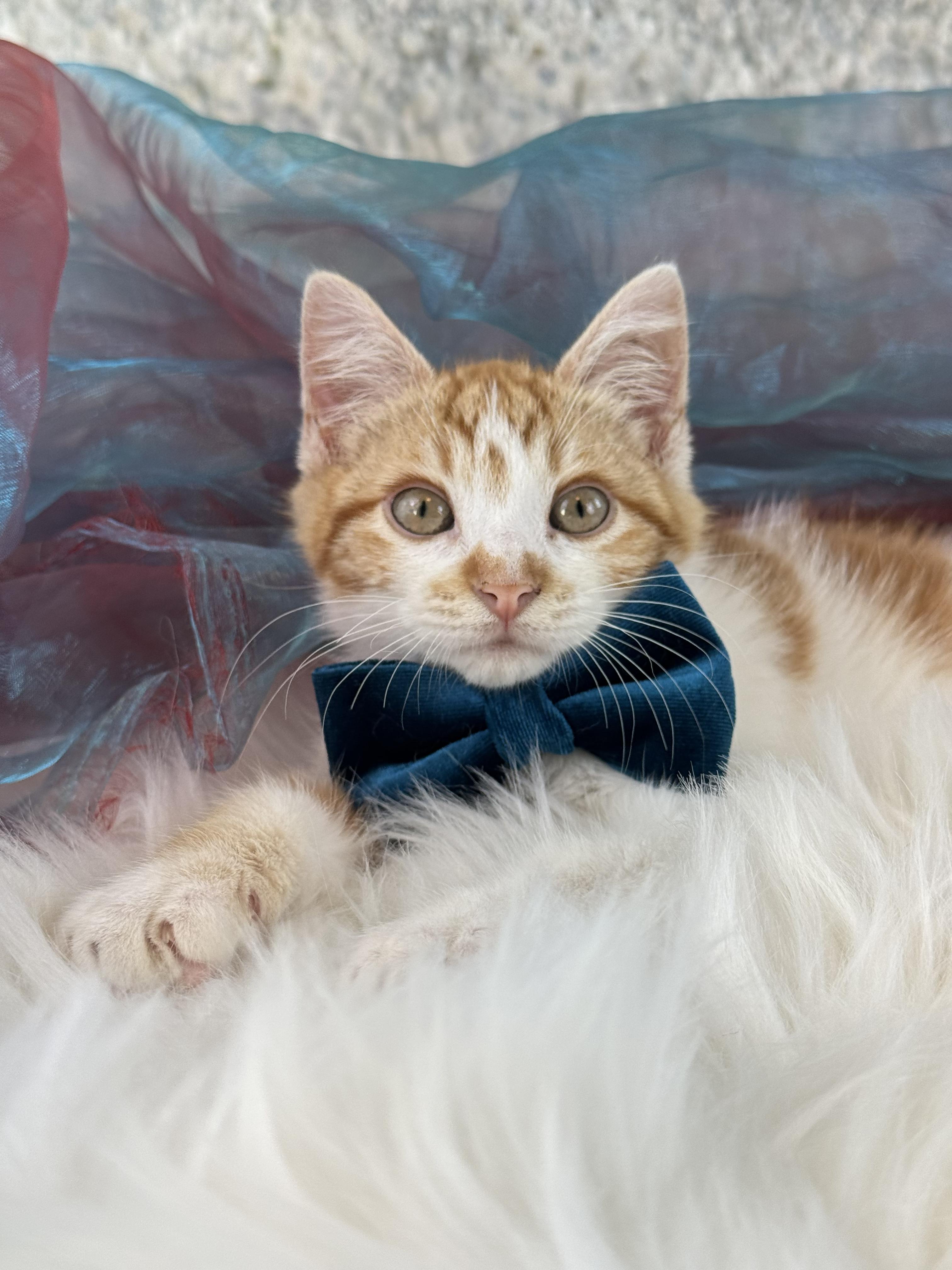 Enlarge Tiny Tim , a ADOPTABLE Domestic Short Hair in Houston, TX image 2/6