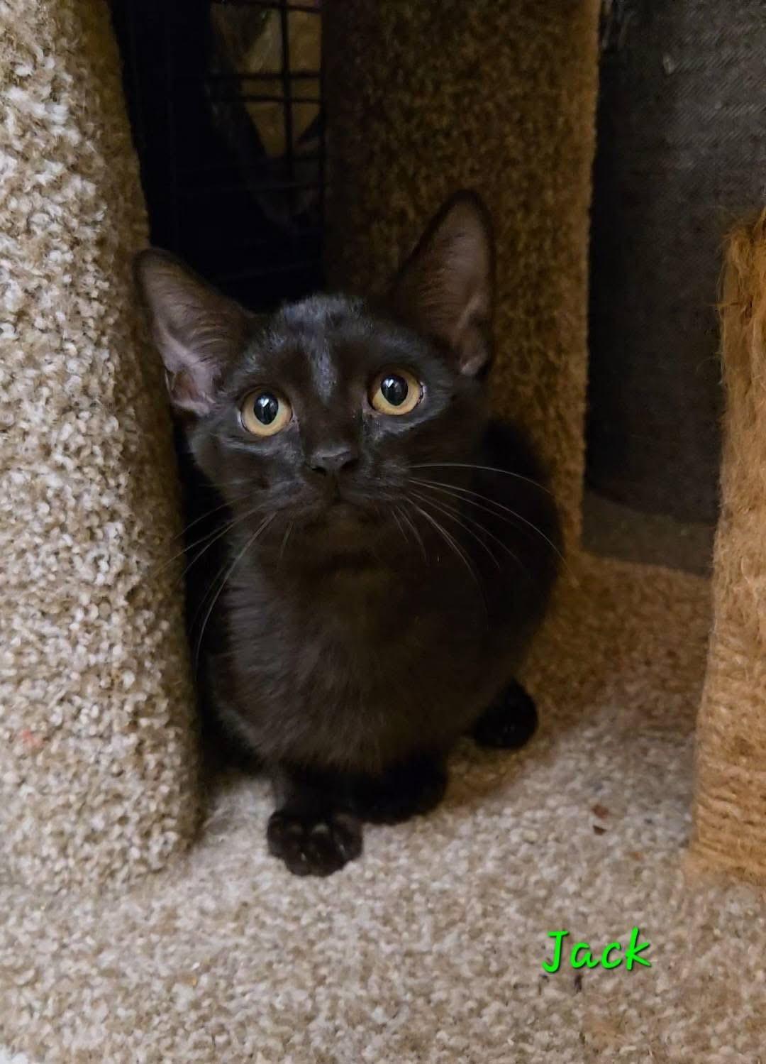 Enlarge Jack, Also Known as Happy Jack, a Adoptable Domestic Short Hair in Mobile, AL image 1/3