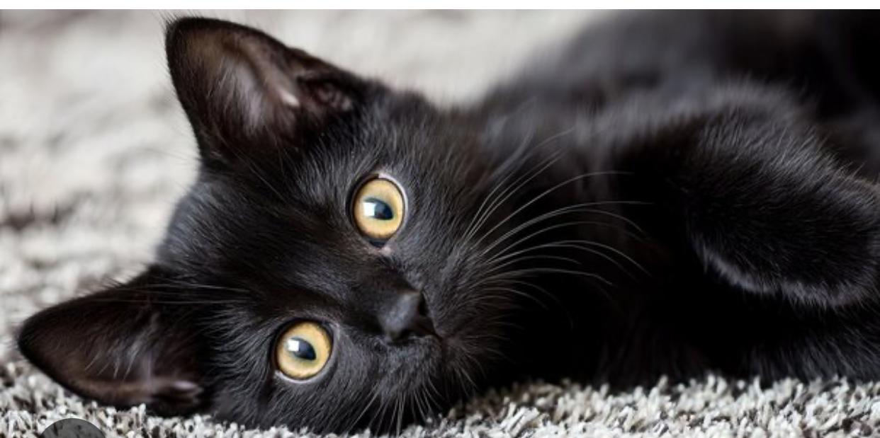 Enlarge Jack, Also Known as Happy Jack, a Adoptable Domestic Short Hair in Mobile, AL image 2/3