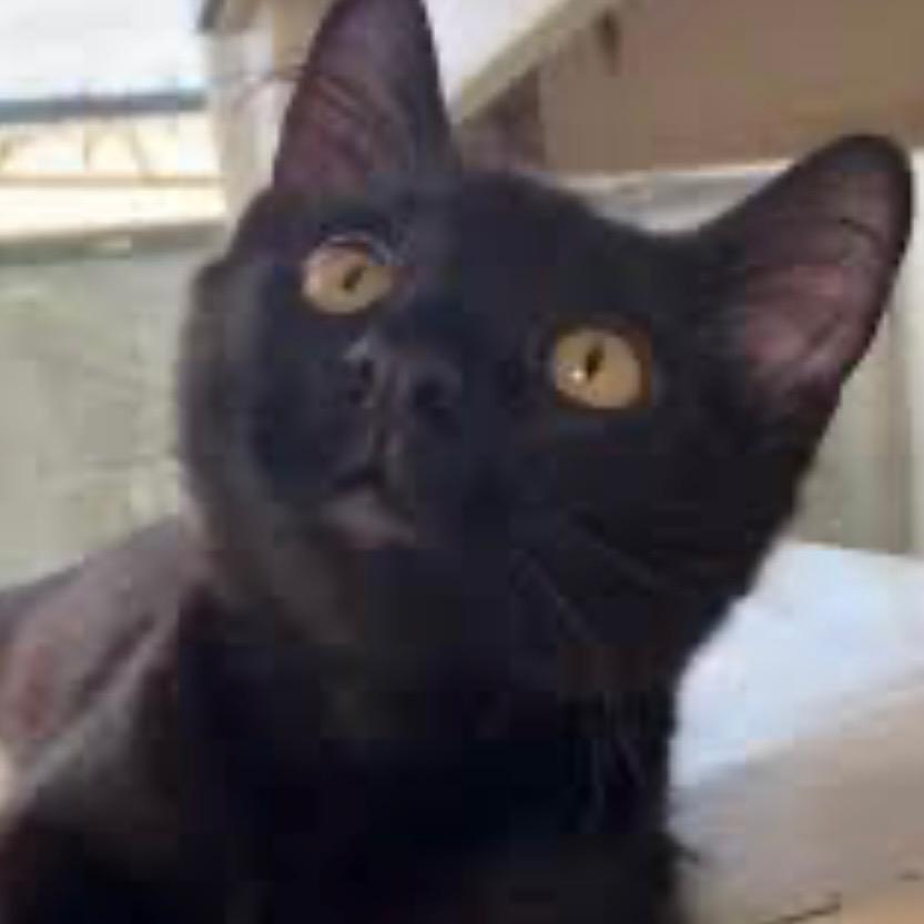 Enlarge Jack, Also Known as Happy Jack, a Adoptable Domestic Short Hair in Mobile, AL image 3/3