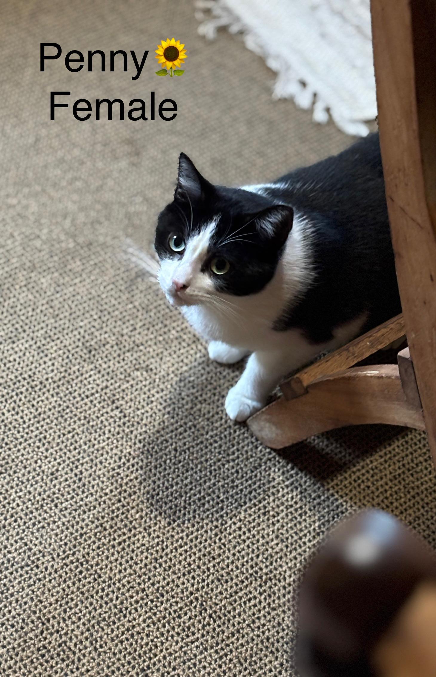 Sage and Penny, Adoptable, Adult Female Domestic Short Hair.